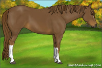 Horse Color:Gray Chestnut 