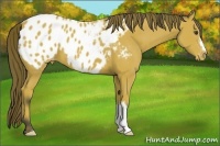 Horse Color:Buckskin Blanket