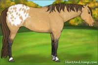 Horse Color:Bay Dun Appaloosa 