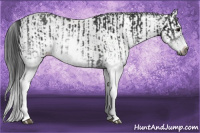 Horse Color:Gray White Spotted Black and Gray White Spotted Black Splash