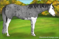 Horse Color:Unknown 