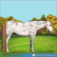 Horse Color:Painted Buckskin Ice Sabino Rabicano 