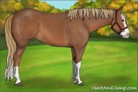 Horse Color:Chestnut Splash