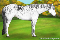 Horse Color:Gray White Spotted Black  and Gray White Spotted Black Rabicano 