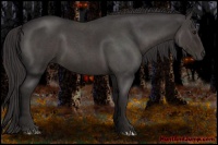 Horse Color:Smoky Blue Roan 
