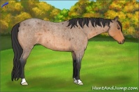 Horse Color:Buckskin Roan 