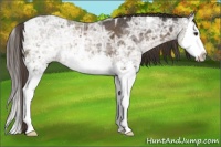 Horse Color:Liver Chestnut Ice Splash Rabicano 