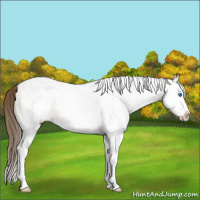 Horse Color:White Spotted Sable Cream Champagne Splash 