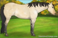 Horse Color:Bay Dun 