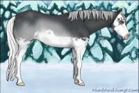 Horse Color:Silver Brown Chinchilla Splash 