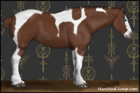 Horse Color:Gray Chestnut Splash Tobiano