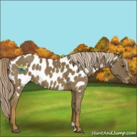 Horse Color:Chocolate Palomino Appaloosa 