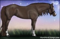 Horse Color:Liver Chestnut Sabino