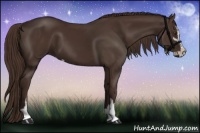 Horse Color:Liver Chestnut Sabino 