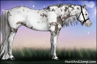 Horse Color:Liver Chestnut Sabino Rabicano