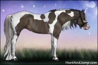 Horse Color:Liver Chestnut Sabino Tobiano Rabicano 