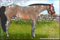 Horse Color:Bay Ice 
