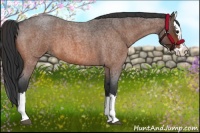 Horse Color:Bay Roan Splash 