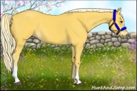 Horse Color:Palomino 