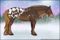 Horse Color:Liver Chestnut Appaloosa