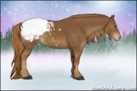 Horse Color:Chestnut Appaloosa 