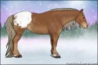 Horse Color:Chestnut Snowcap 