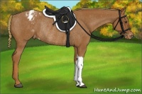 Horse Color:Chestnut Appaloosa Rabicano 