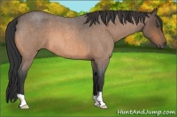 Horse Color:Buckskin Roan 