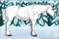 Horse Color:White Spotted Silver Bay Splash Appaloosa