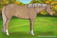Horse Color:Palomino Roan 