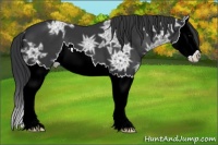 Horse Color:Black Ice Splash 