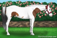Horse Color:Bay Splash Tobiano