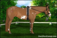 Horse Color:White Spotted Chestnut Frame 