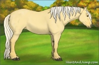 Horse Color:Palomino Dun