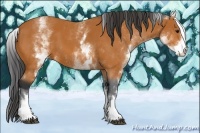 Horse Color:White Spotted Bay 