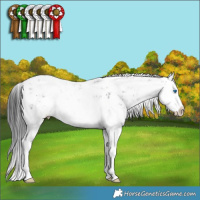 Horse Color:White Spotted Black Ice Sabino Splash