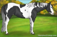 Horse Color:Black Splash Tobiano Appaloosa 