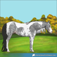 Horse Color:Liver Chestnut Ice Sabino Tobiano 
