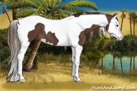 Horse Color:Liver Chestnut Splash Tobiano