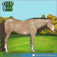 Horse Color:Classic Cream Champagne