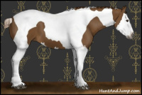 Horse Color:Gray Chestnut Splash Tobiano 