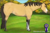 Horse Color:Buckskin 