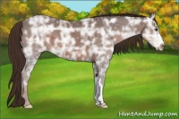 Horse Color:Liver Chestnut Ice 
