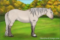 Horse Color:Silver Bay Dun