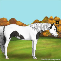 Horse Color:Gray Smoky Black Splash Tobiano 
