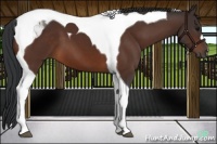 Horse Color:Brown Tobiano 