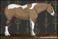 Horse Color:Gray Red Dun Splash Tobiano 