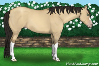 Horse Color:Gray Amber Cream Champagne Dun 