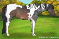 Horse Color:Brown Tobiano 