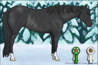 Horse Color:Black Rabicano 